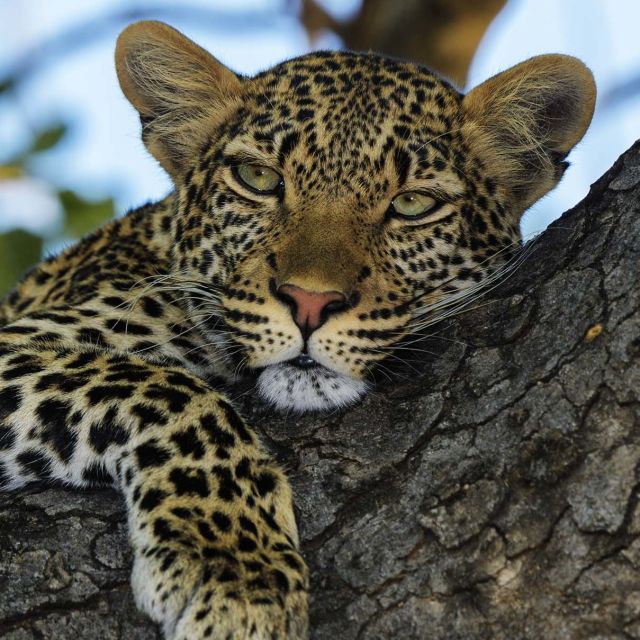 Leopardien valtakunta