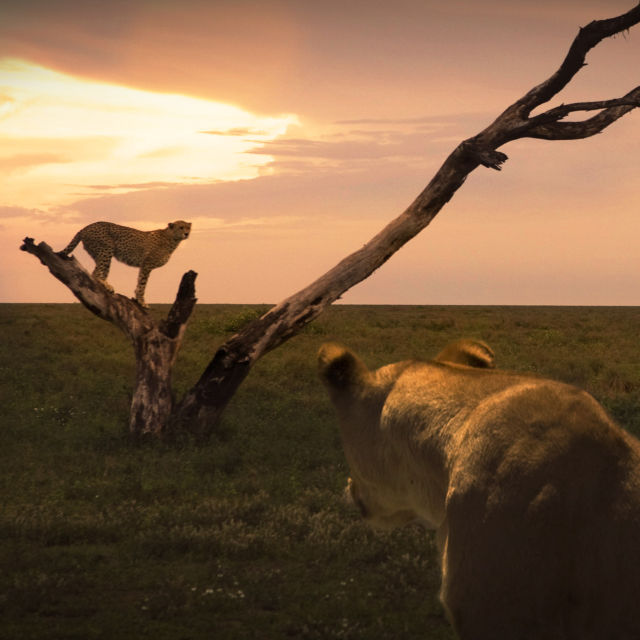 Kissojen sota - Leijona vs. gepardi