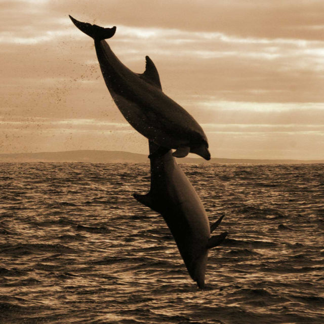 Delfiinidynastia