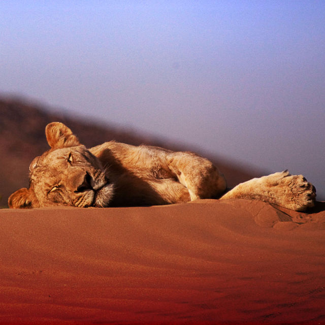 Katoavat kuninkaat: Namibin aavikkoleijonat
