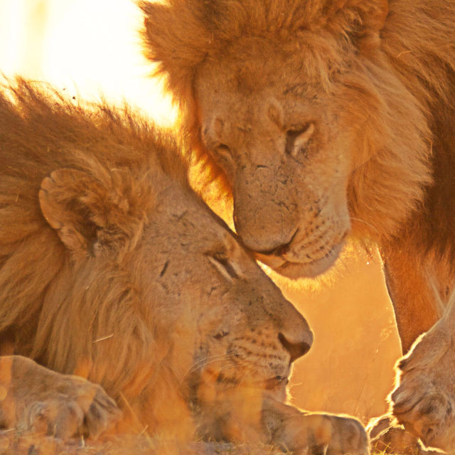 Villi Botswana: Leijonien veljeskunta