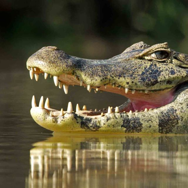 Jaguaarit vs. krokotiilit