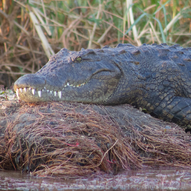 Krokotiilit valokeilassa