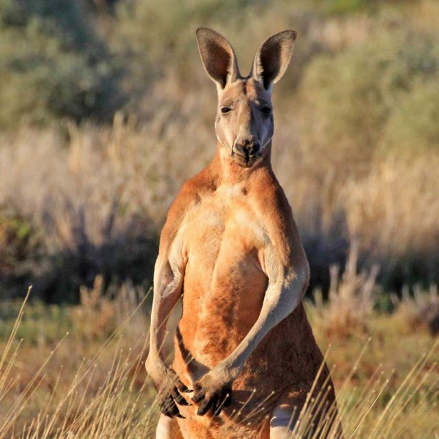 Villi Australia: Kenguruiden kuningas