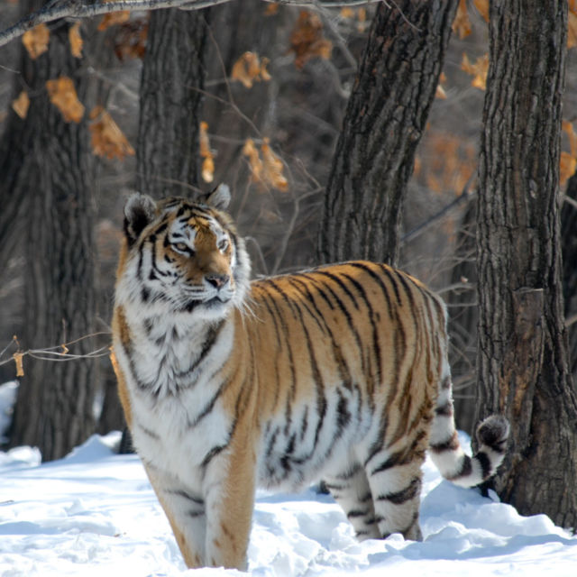 Venäjän villi tiikeri