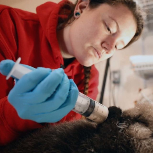 Alaskan eläinpelastuspartio: Kriittiset tapaukset