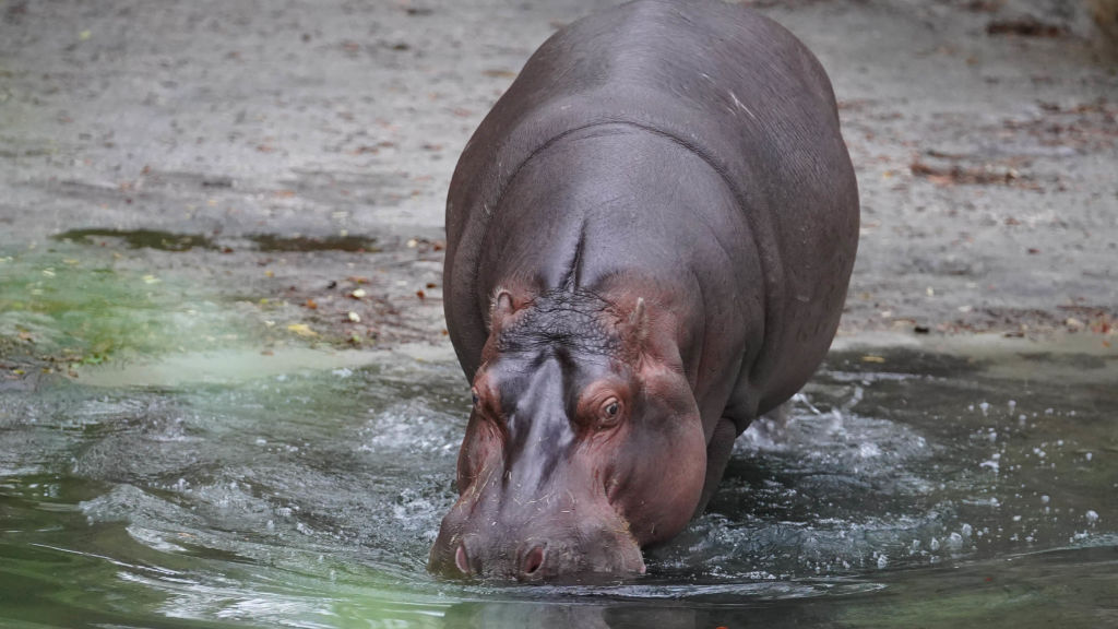 Magic Of Disney's Animal Kingdom - National Geographic - TV-kanava sinulle.